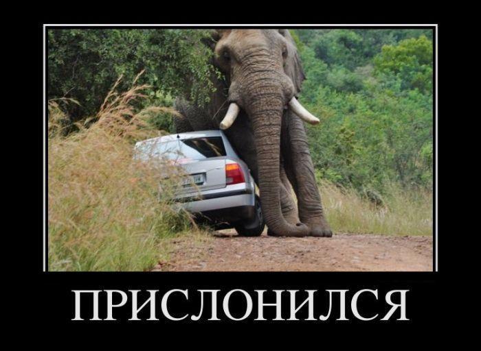 Pashko Stranger фотография #16