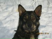 Фотография Черепашки Олеси