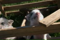 Aleksei Onischenko фотография #48 (источник - https://vk.com/id2246495)