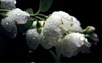 Фотография Фаизовой Светланы