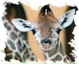 Наталія Овсійчук фотография #15 (источник - https://vk.com/id49416110)