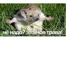 Вадім Кипоренко фотография #9 (источник - https://vk.com/id166070715)