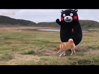 Приколы январь 2017 №268