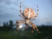 Фотография Пантелеевой Кристиночки