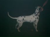 Антон Котов фотография #24 (источник - https://vk.com/id288997)