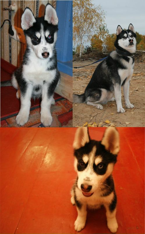 Николай Шулико фотография #27