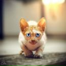 Фотография Бацунова Наталья