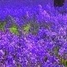 Віола Кравчук фотография #28 (источник - https://vk.com/id150959655)
