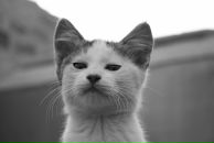 Фотография Никандрова Александра