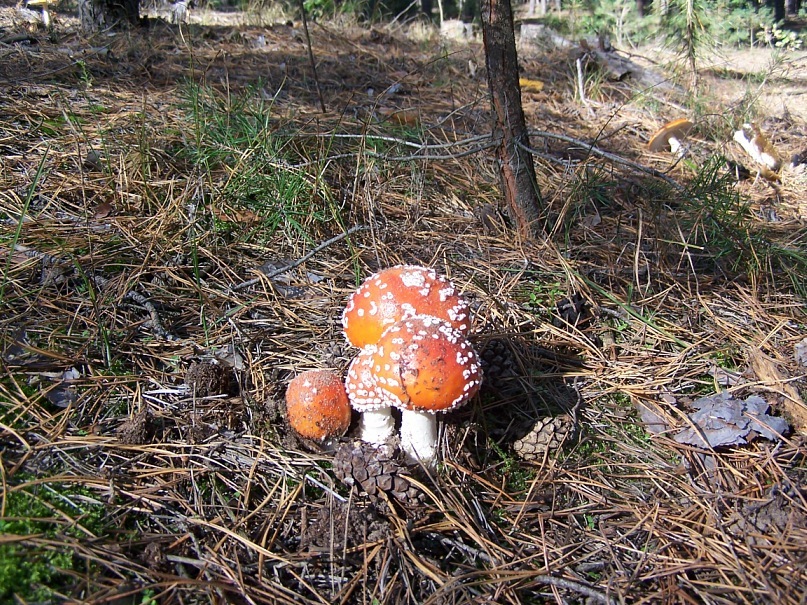 Сергей Калиниченко фотография #44