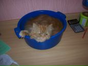 Елена Огун фотография #33 (источник - https://vk.com/id149126)