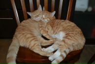 Фотография Жильцовой Светланы