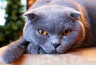 Фотография V Irina