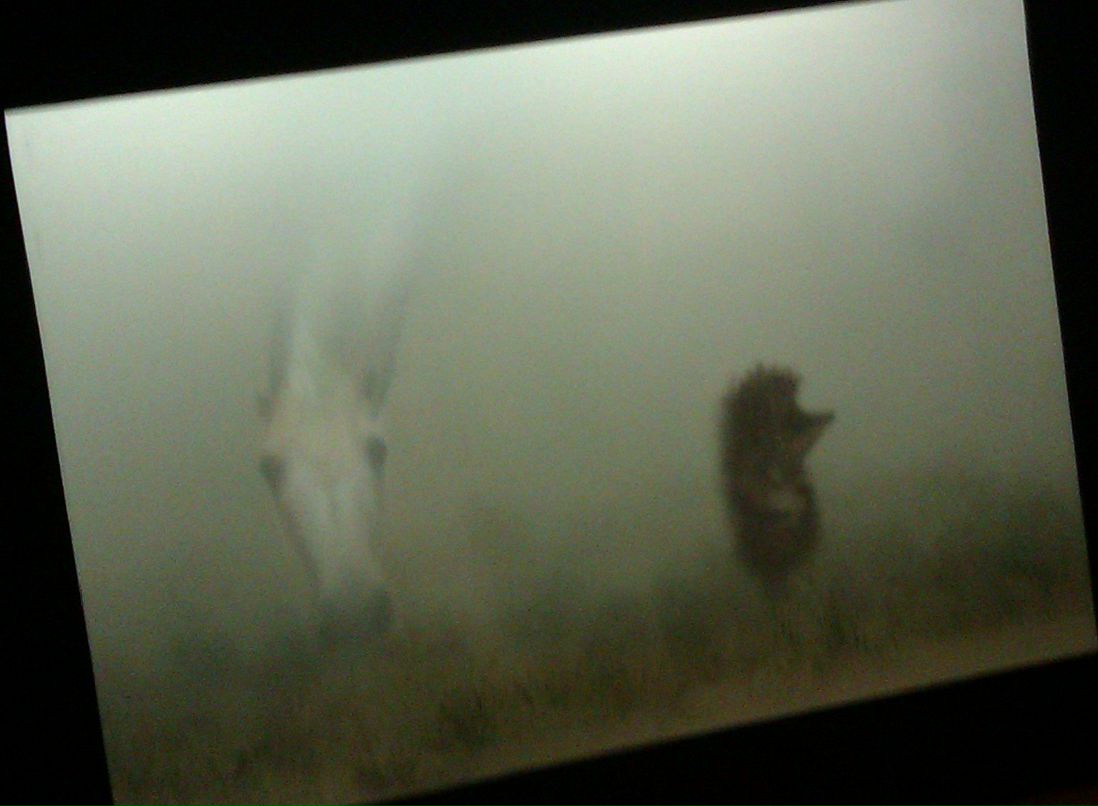 Даниэла Муфтиева фотография #13