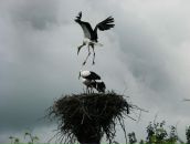 Фотография Семенцовой Елены