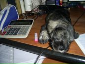 Фотография Черниковой Илоны