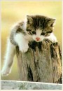 Сергій Прокопишин фотография #31 (источник - https://vk.com/id66292079)