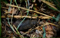 Йохан Кашпировский фотография #19 (источник - https://vk.com/id3096701)