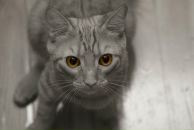 Фотография Парфенов Алексей