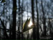 Фотография Кадышевой Дарьи