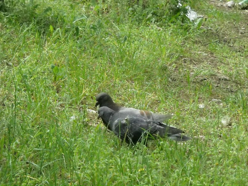 Сергей Евлаш фотография #6