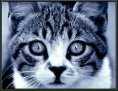 Ирочка K_O_LLI_K_A фотография #5 (источник - https://vk.com/id2037998)