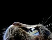 Фотография Кошкиной Анны