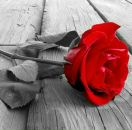 Неллі Волошин фотография #27 (источник - https://vk.com/id119037015)