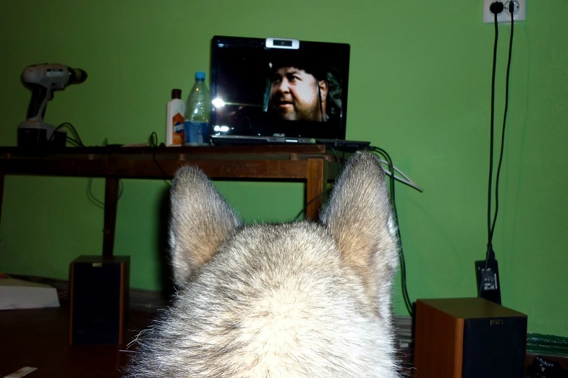 Дмитрий Башкатов фотография #41