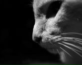 Фотография Dubrovskii Максъ